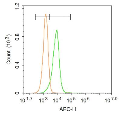 Phospho-Smad3 (Ser423 + Ser425)磷酸化细胞信号转导分子SMAD3抗体
