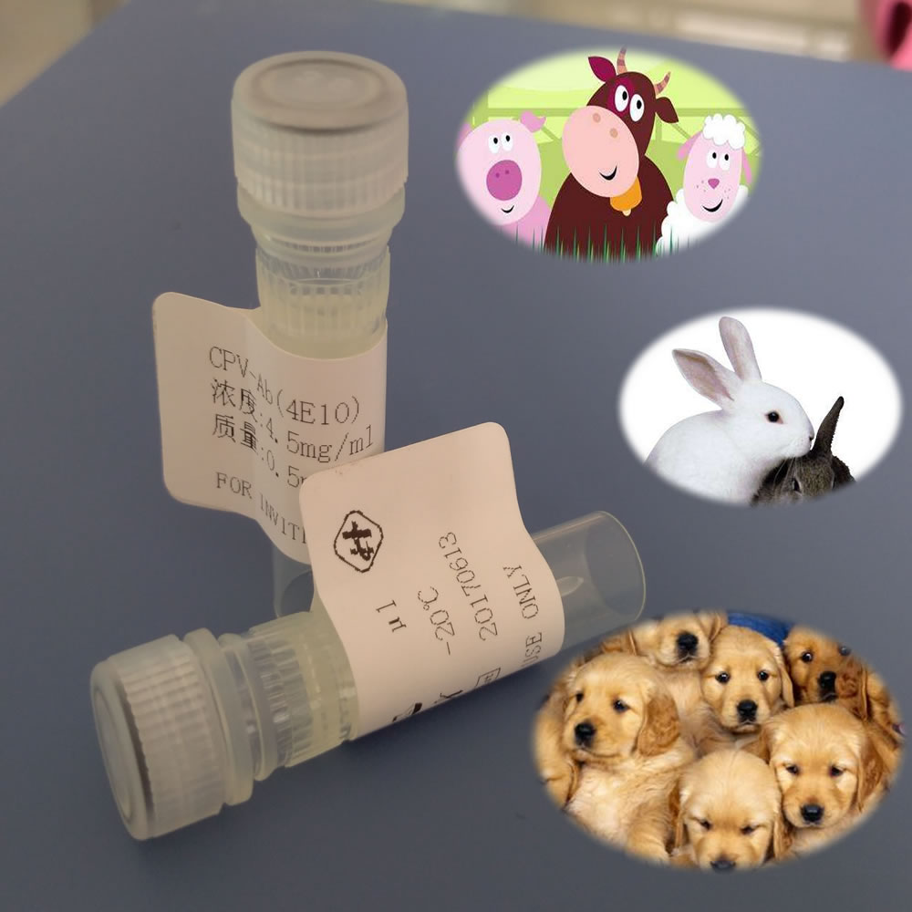小反刍(羊瘟)病毒IgG ELISA 检测试剂盒