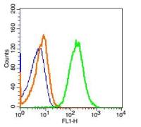 Sca1 T淋巴细胞激活蛋白抗体