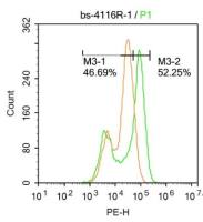 IFNAR1干扰素α受体抗体