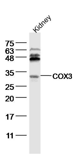 COX3细胞色素C氧化酶亚基3抗体