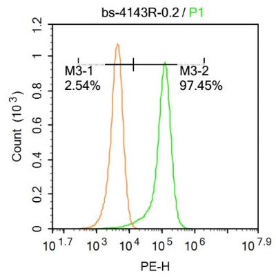 Glutamine synthetase谷氨酰胺合成酶/谷氨酸氨连接酶抗体