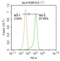 Glutamine synthetase谷氨酰胺合成酶/谷氨酸氨连接酶抗体