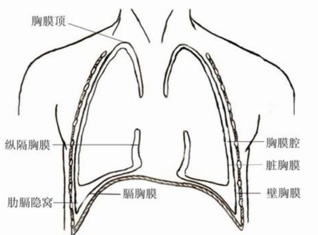 胸膜前界图片