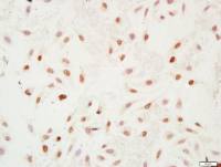 Histone H4 (Acetyl K12)乙酰化组蛋白H4抗体