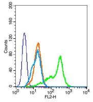 SH2D2A血管内皮生长因子受体相关蛋白抗体