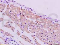 PER2/Period circadian protein 2节律蛋白2抗体