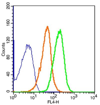 Glucagon Receptor胰高血糖素受体抗体
