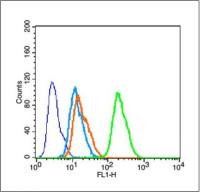 phospho-Tau protein  (Ser198)磷酸化微管相关蛋白抗体