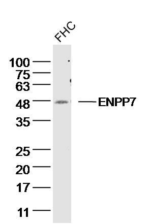 ENPP7碱性鞘磷脂酶7抗体