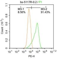 Hsc70热休克蛋白71抗体