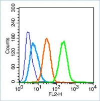 MAP1LC3A自噬微管相关蛋白轻链β3抗体