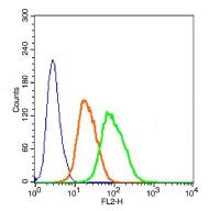 CD133造血干细胞抗原CD133抗体