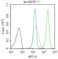 XRCC3 X射线修复交叉互补蛋白3抗体