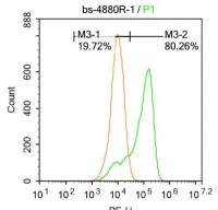 IKK beta KB抑制蛋白激酶β抗体