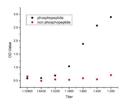 Phospho-PPAR Gamma (ser273)磷酸化过氧化酶活化增生受体γ抗体 PPARγ