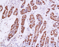 SOX2胚胎干细胞关键蛋白抗体