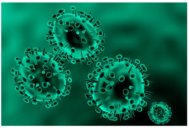 丝氨酸/苏氨酸蛋白激酶SIK1抗体