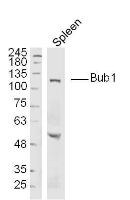 Bub1纺锤体检查点蛋白抗体