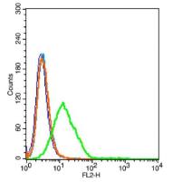 Insulin receptor subunit beta胰岛素受体β抗体