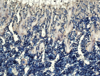 骨保护蛋白/护骨素抗体OPG