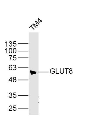 GLUT8葡萄糖转运蛋白8抗体