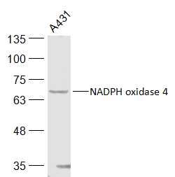 NADPH oxidase 4 NADPH氧化酶4抗体
