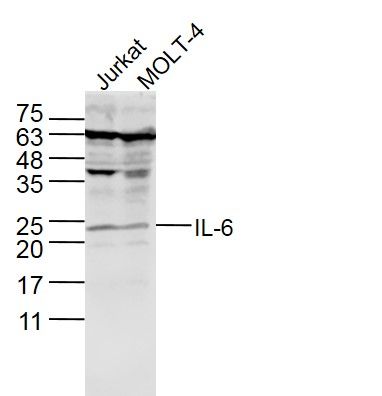 IL-6白介素6