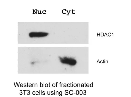 胞核胞质如何分离，了解一下？