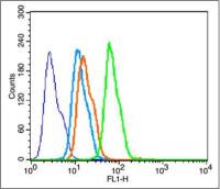 BDNF脑源神经营养因子抗体