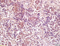 蛋白质磷酸酶-2A抗体