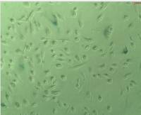 细胞衰老检测试剂盒
