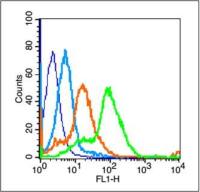 phospho-Amyloid Precursor Protein (Ser730)磷酸化APP
