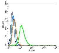 TUBA1C微管相关蛋白α6抗体