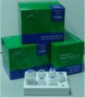 Rhodamine 123染色液