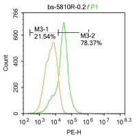 Lactoferrin乳铁蛋白抗体