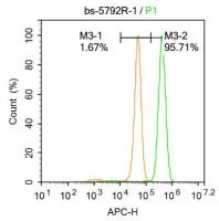 MCPIP1单核细胞趋化诱导蛋白1抗体