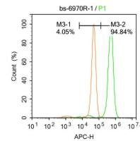 phospho-IKK gamma(Ser43)磷酸化KB抑制蛋白激酶γ抗体