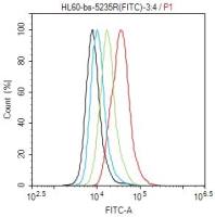 phospho-Smad3 (Ser204)磷酸化细胞信号转导分子SMAD3抗体