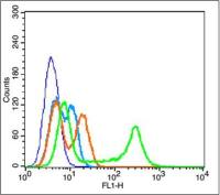 phospho-AKT1(Thr34)磷酸化蛋白激酶B抗体