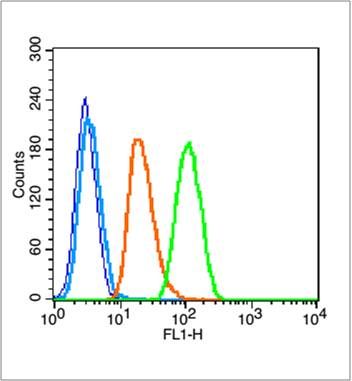 Phospho-NFKB1 (Ser903)磷酸化细胞核因子p50/k基因结合核因子抗体