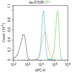 phospho-STAT5b (Ser731) 磷酸化信号转导和转录激活因子5b抗体