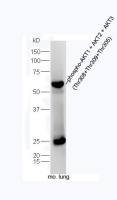 phospho-AKT1 + AKT2 + AKT3 (Thr308+Thr309+Thr305)磷酸化蛋白激酶B抗体