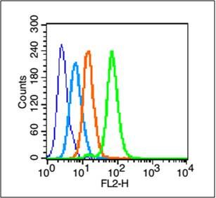 phospho-c-Jun (Thr91)磷酸化原癌基因c-Jun抗体