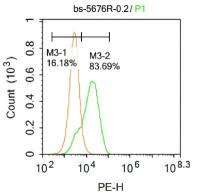 phospho-ROCK2(Tyr256)磷酸化Rho相关蛋白激酶2抗体