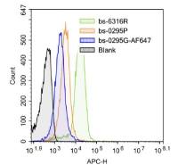 Prostaglandin E Receptor EP1前列腺素EP1受体抗体