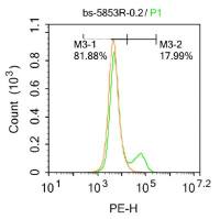 ADAM23去整合素样金属蛋白酶23抗体