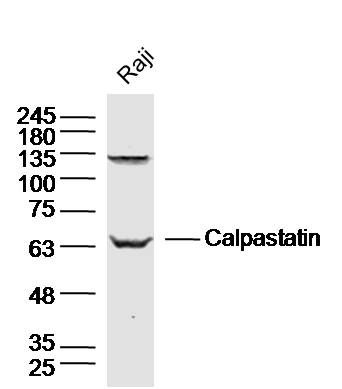 Calpastatin钙蛋白酶抑制蛋白抗体