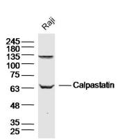 Calpastatin钙蛋白酶抑制蛋白抗体