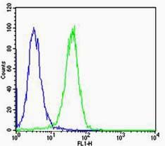 Calreticulin钙网蛋白抗体